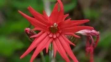 Fire pink flower in Maggie Valley, NC